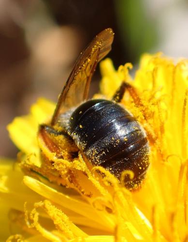 Andrena haemorrhoa